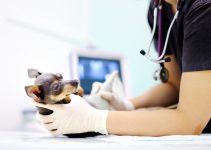 Comment dénicher la meilleure assurance santé pour son animal de compagnie ? PetSurety