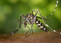 Comment faire pour éloigner les moustiques ? Mosquitex
