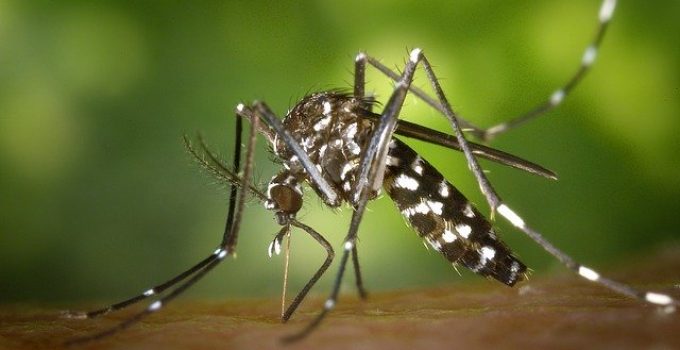 Comment faire pour éloigner les moustiques ? Mosquitex