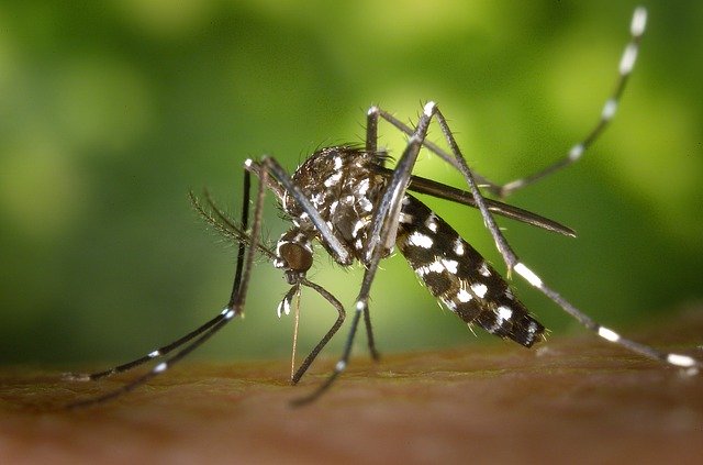 Comment faire pour éloigner les moustiques ? Mosquitex