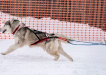 Que pensez-vous des harnais pour un chien qui tire ?