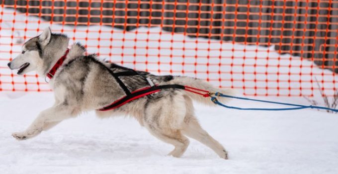 Que pensez-vous des harnais pour un chien qui tire ? Canitex