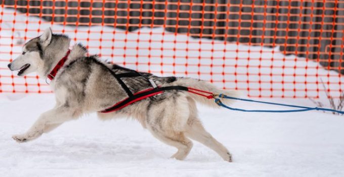 Que pensez-vous des harnais pour un chien qui tire ?