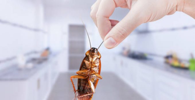 Comment reconnaître une invasion de cafards ?